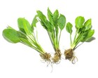 3x Amazon Sword Echinodorus Bleheri Easy Live Aquatic Plants