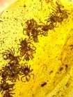 Burmese Burmite Cretaceous A Nest Of Spiders Insect Fossil Amber Myanmar
