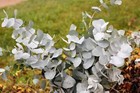 20 Silver Drop Eucalyptus Gunnii Cider Gum Silver Blue Foliage Florist Tree Seed