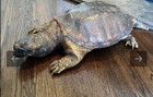 Snapping Turtle Taxidermy