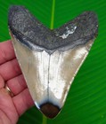 Megalodon Shark Tooth Real Fossil - 4 88    North Carolina  Usa - Xl Big Jaw