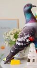 Pigeon Bird Printed Pillow 18  Stuffed Animal Plush Toys Toddler Doll Kids Gifts
