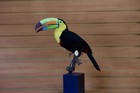 Museum Quality Keel-billed Toucan  ramphastos Sulfuratus  Toc24