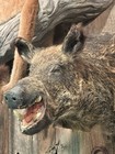 Wild Boar Shoulder Mount Taxidermy