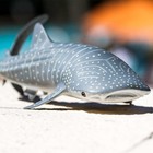 Whale Shark Figurine 7 25 Inches Detailed Aquatic Educational Toy Safari Ltd 
