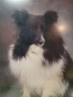 Professional Framed And Matted Border Collie Dog Pet Colored Portrait 24 x19 