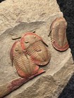 Asaphellus Fezouatensis Trilobite Fossils     3 Highly Detailed Specimens