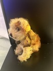 Antique Steiff Mini Sitting Mohair Dog Molly 4    Jtd Head Long F Button Prewar  