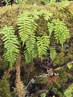 Live Fresh Moss W  1-3 Ferns Healthy Sandwich Size Bag Terrarium Vivarium 