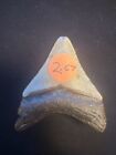 2 67 Inch Real Megalodon Shark Tooth Fossil Giant Prehistoric Meg Teeth  0059