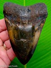 Megalodon Shark Tooth Real Fossil 4 72    Big Xl No Restorations Multi Colored