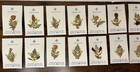 Jerusalem Israel Vintage Cards 2 5x4 Pressed Flowers From The Holy Land Set 20