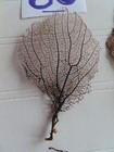 3 - Natural Sea Fan - Coral - Sea Whip - Free Shipping