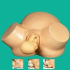 Midwifery Training Simulator Advanced Vacuum Delivery Simulator Teaching Model