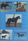 The Black Stallion Movie Program Mickey Rooney Kelly Reno   1980
