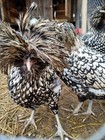 5 Hatching Eggs Beautiful Silver Laced Polish Handsome Chickens  