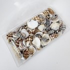 170pcs Mini Seashells Set Natural Shells   10 Starfish For Resin Art Crafts Vase