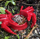 Crab Style Slug Trap To Protect Your Plants From Destructive Slugs And Snails