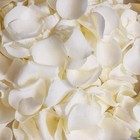 200pcs Dried Real White Rose Petals  Freeze Preserved Flower Petals