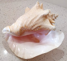 Queen Conch Shell Bright Pink Interior 9 l X 6 5 h Coastal Decor No Punch Hole