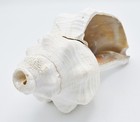 Giant Horse Conch Shell Horn  Beach Wedding Ceremony Trumpet  10-11 Inch  Loud