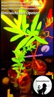 Sun Opener sinicuichi  Heimia Salicifolia Live Plants And Seeds Organic Homegrow