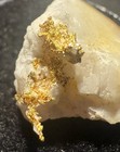 2 60g Natural Gold In Quartz     California Leaf wire Gold Exposed Specimen