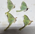 1 Lot 4 Lunas From Spring Brood 2025  Unmounted In Glasine Envelopes Wings Fold