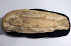 Brazil Santana Fossil Fish Tharrhias  Cretaceous 28cm Old Collection Rare