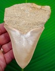 Megalodon Shark Tooth Real Fossil - 4 84     In Matrix - No Restorations