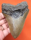 Megalodon Shark Tooth Real Fossil - Serrated Blade Shark Teeth 4 02    No Repairs