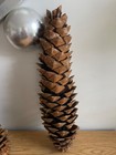 Lot 7  Large Huge Pine Cones For Crafts  Christmas   Decorations   10 - 16  Tall