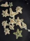25 Live Asterina Starfish  clean-up Crew  Harlequin Shrimp Food  Ajs Aquariums