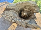 Unbelievable  Huge Knot 63  17   l Fossil Wood-burl Wood intricate Details  rare 