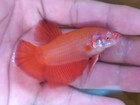 Live Betta Fish Giant Bigsize  Super Orange Hmpk Male Real Picture