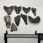 Megalodon Shark Tooth Lot Real Partial Megalodon Teeth Venice Florida