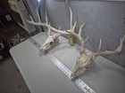 2 Pack  2 Whitetail Deer Skulls European Decor Man Cave Taxidermy Buck Antlers