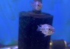 Thai Silk Flowerhorn Fry  5-1  5 Pack live Freshwater Fish