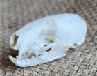 Real Mink Skull  Taxidermy Animal Specimen  Wild Iowa Mink Decoration new  N103