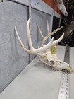 Wild 9 Point 106-2  Whitetail Deer Skull European Decor Man Cave Taxidermy Buck