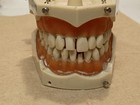 Vintage Columbia Dentoform Teeth Set  Removable Teeth  Great Display Set  