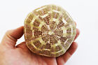 2 Beautiful Small Alfonso Gator Sea Urchins 3-4  Beach Crafts Air Plant Holder