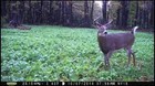 1  Deer Greens   Clover Food Plot Seed Mix W  Clover Chicory Radish Rape Turnip