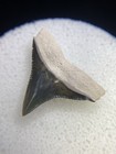 Very Rare Green Bv Bull Shark Tooth Fossil Sharks Teeth Megalodon Era Gem