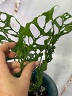 Monstera Obliqua Cutting And Rooted Plant