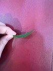 1 Dried Jasmine Leaf On Red Font Green Kieu Oanh Ngu Si Lavender Candle