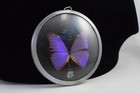 Vtg Blue Morpho Menelause Floral Framed Real Butterfly Taxidermy