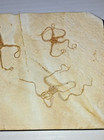 4 Fossil Starfish