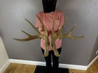 Matched Set Whitetail Deer Antlers Sheds 6x6 Wild Idaho Horns Double Drop Tine