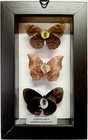 Three Framed Genuine Butterflies - Peru - Noble Leafwing  Starry Night Cracker
